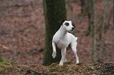 PARSON RUSSEL TERRIER 227